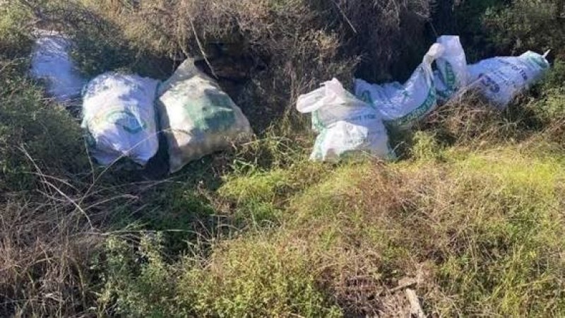 Çine'de Çam Fıstığı Hırsızlığı